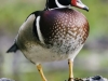 wood_selah_woodduck