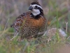 lee06_losmad_bobwhite