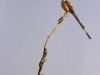lee06_losmad_flycatcher