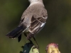 lee06_losmad_mockingbird