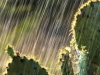 lee06_losmad_prickly_pear