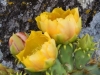 lee06_losmad_prickly_pear2