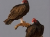 lee06_losmad_turkey_vulture