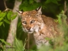 jpickles-bobcat