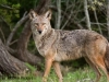 jpickles-coyote