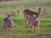 jpickles-deer