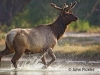 jpickles-elk