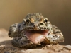 jpickles-frog