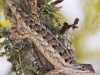 jpickles-lizard