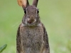 jpickles-rabbit
