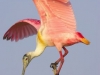 jpickles-spoonbill