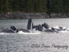 alaskan_song_2008_whales_-_wildlife_043-640x480