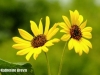 brow_05_dsc_1465-2