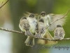 dsc_0404-watermarked-640x480
