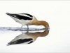 lcw_avocet