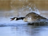lcw_cgoose