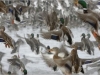 lcw_mallards