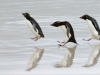 lcw_rhpenguins