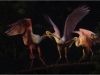 lcw_rspoonbill