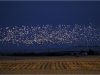 lcw_sgeese