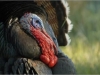 lcw_wturkey