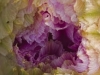 keeler_bcna_cactus_flower