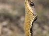 keeler_bcna_hognose_snake
