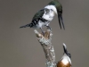 keeler_bcna_kingfisher