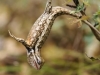 keeler_bcna_lizard