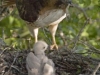 keeler_bcna_red-tail_hawk