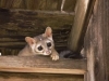 keeler_bcna_ringtail_cat