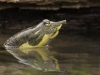 keeler_bcna_turtle