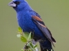 richard_jsb_blue_groesbeck