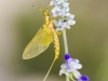 richard_jsb_mayfly