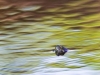 richard_jsb_turtle