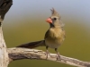 francis_redcor_cardinal