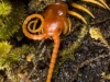 francis_redcor_centipede