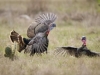 francis_redcor_turkey