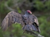 francis_redcor_vulture