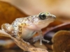 nuss_estrel_frog