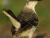 nuss_estrel_mockingbird