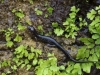 nuss_estrel_slimy_salamander