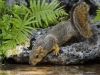 nuss_estrel_squirrel