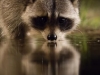 nussb_estrel_raccoon