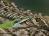 lizardsnake