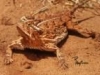 r-hoyt4