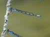 ulrich_peace_bluets