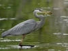ulrich_peace_heron