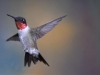 ulrich_peace_hummingbird