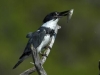 ulrich_peace_kingfisher